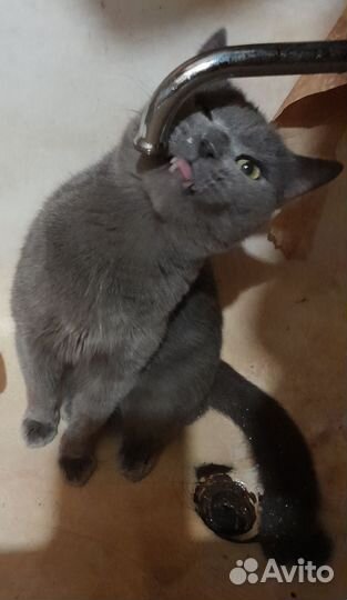 Кошка