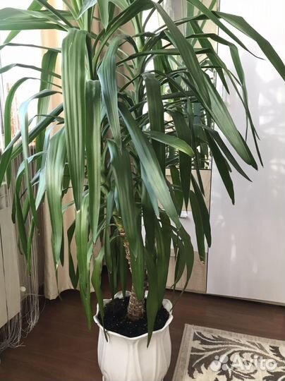 Пальма юкка