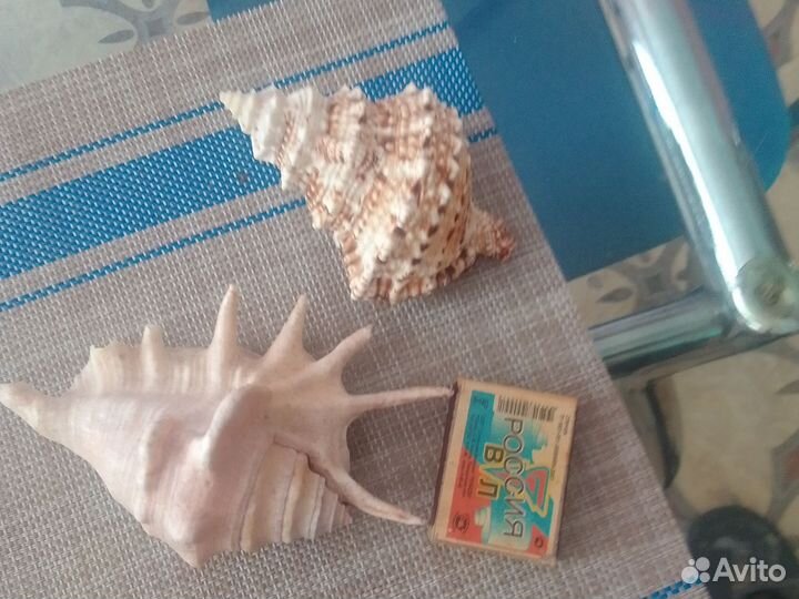 Для аквариума-Морские раковины. Цена за обе