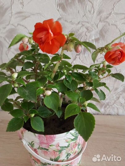 Бальзамин махровый