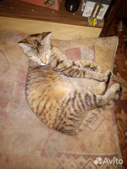 Рыжий кот в добрые руки