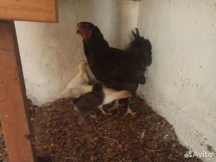 Цыплята несушки