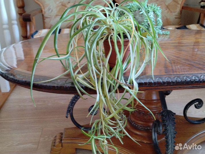 Хлорофитум