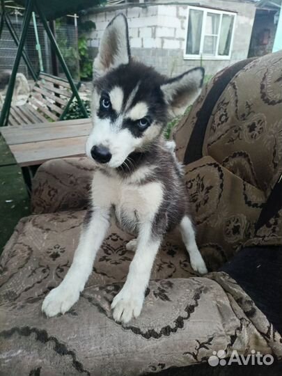 Сибирский хаски