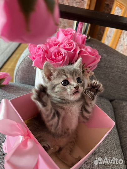 Котята от вислоухой мамы