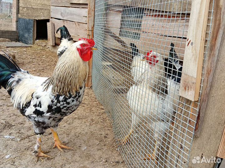 Куры петухи