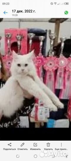 Кошка Мейн кун