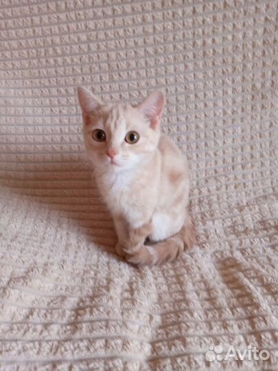 Котики