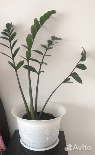 Замиокулькас долларовое дерево