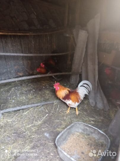 Молодые петухи