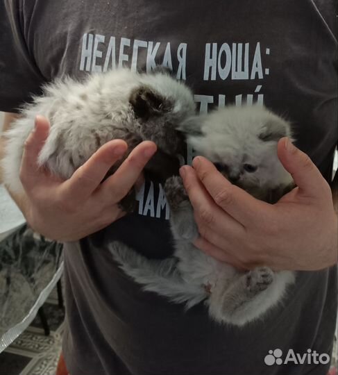 Персидский котенок