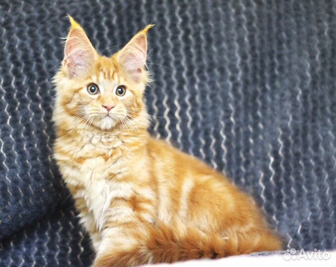 Котята Мейн-Кун кошечка