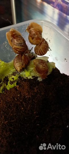 Улитки ахатины