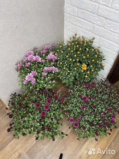 Хризантема в горшке комнатные цветы