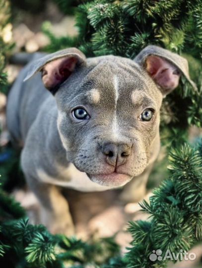 Булли девочка классик