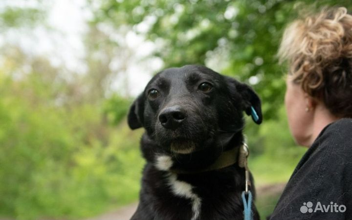 Маленькая собака в дар