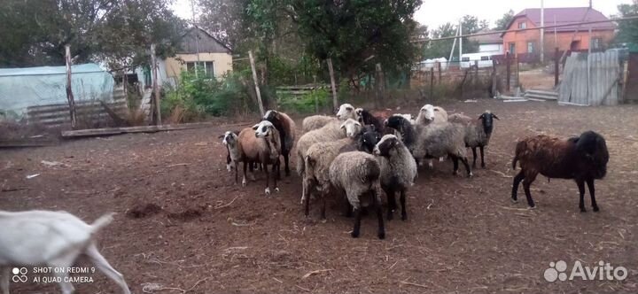 Овцы, бараны