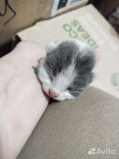 Котятки в добрые руки