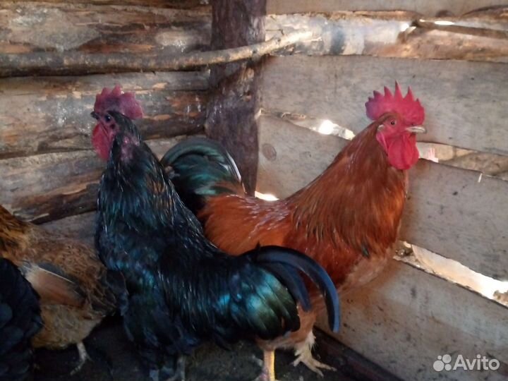 Молодые петухи