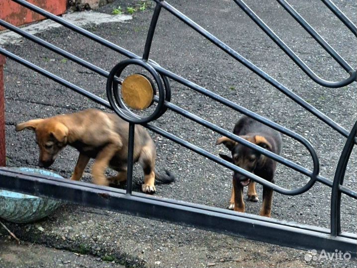 Щенки дворяне SOS