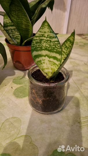 Сансевиерия