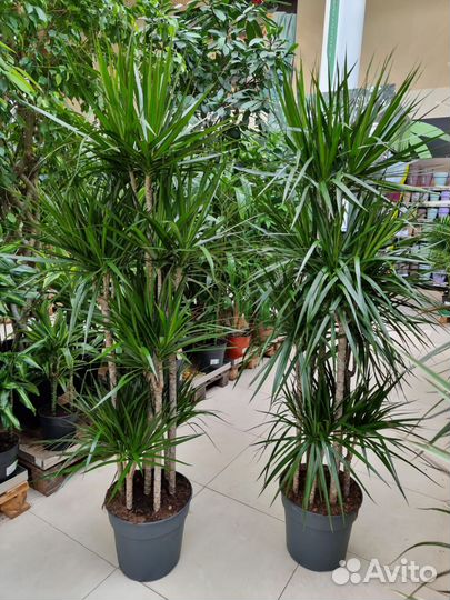 Драцена Маргината Многоствольная Высокая Пушистая