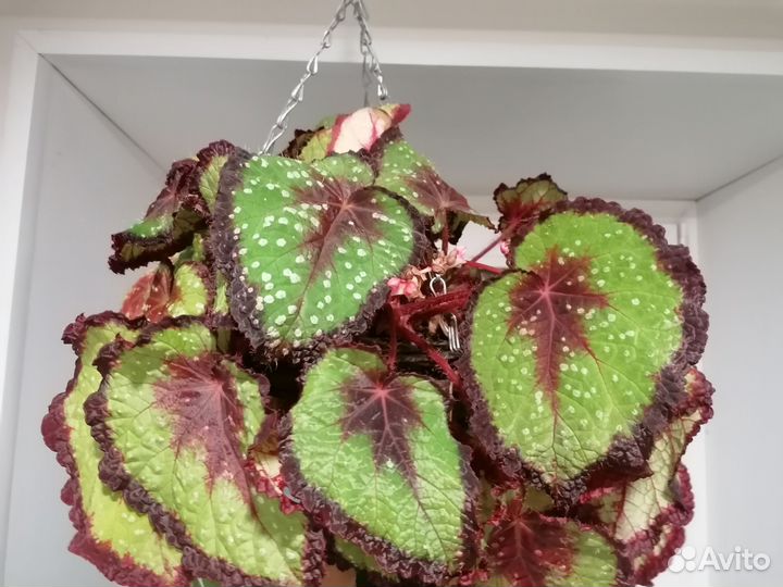 Бегонии декоративнолиственные детки