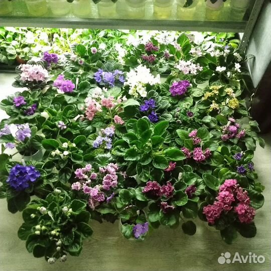 Листочки сортовых фиалочек