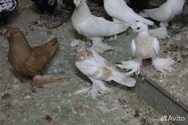 Голуби бойные
