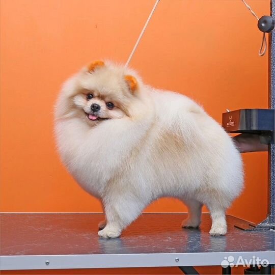 Стрижка собак и кошек Грумер