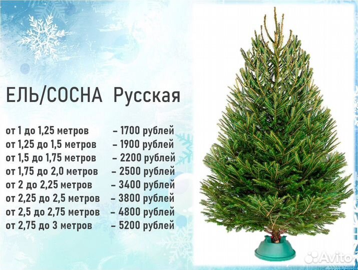 Новогодние ёлки и сосны Живые елки с доставкой