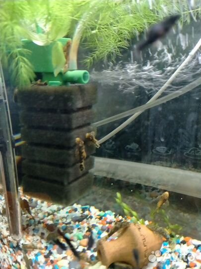 Сомики анцитрусы