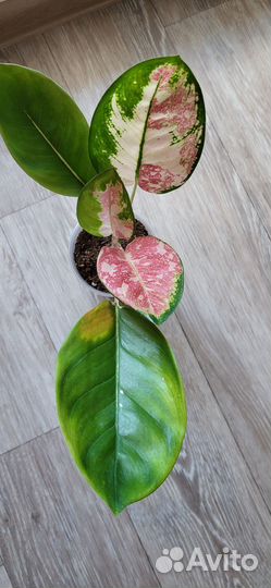 Аглаонема Кочин Триколор