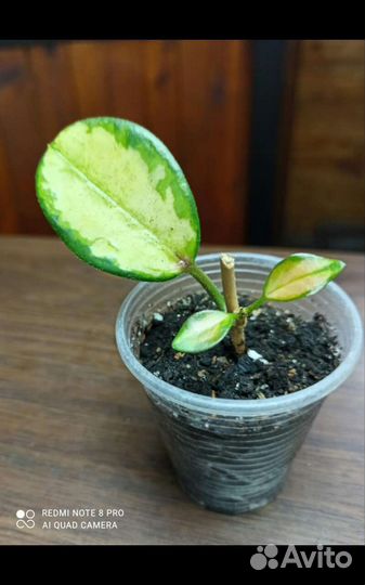 Хойя аустралис Лиза