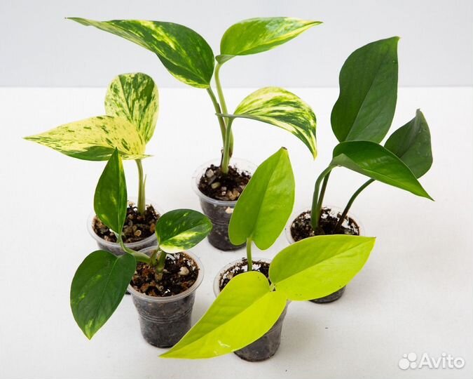 Неприхотливые быстрорастущие лианы