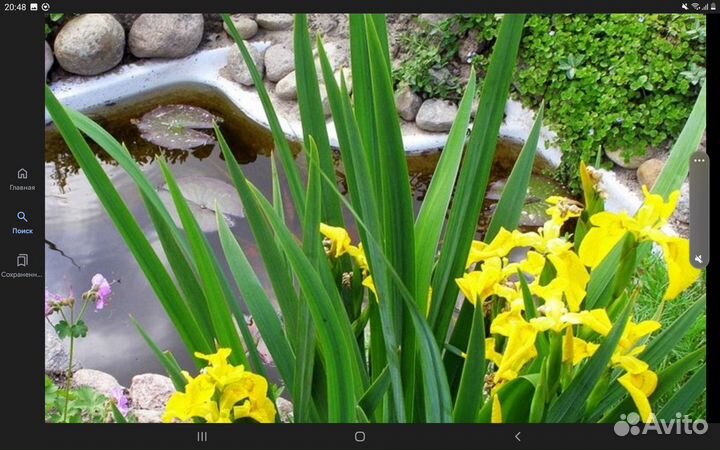 Ирис болотный