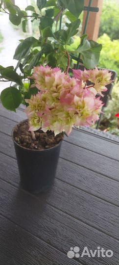 Бугенвиллии сортовые