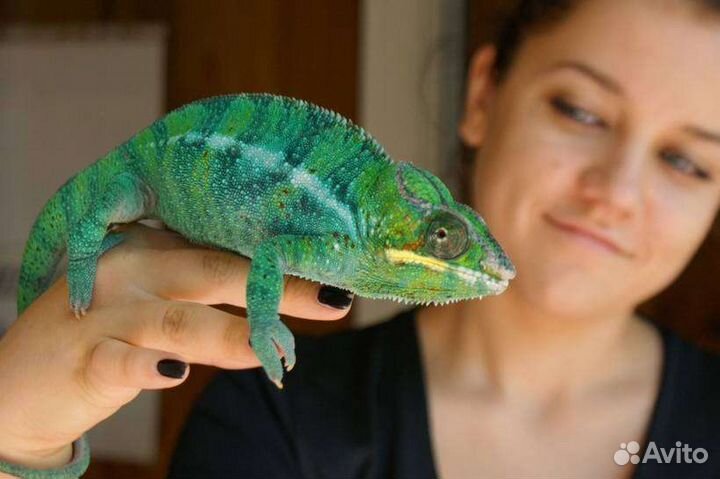 Герпетолог, Специалист по черепашкам, змеям и др