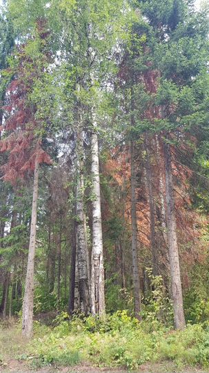 Дача 33 м² на участке 4,8 сот.