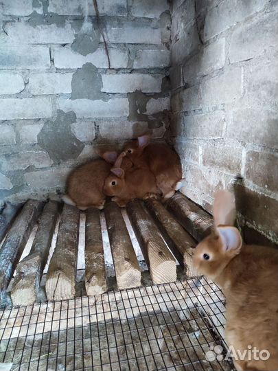 Самки взрослые рабочие