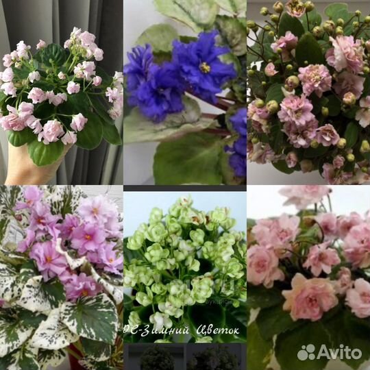 Фиалка наборы, трейлеры, мини, стандарт