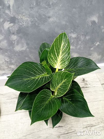 Драцены и др