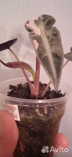 Алоказия Бамбино пинк вариегатная