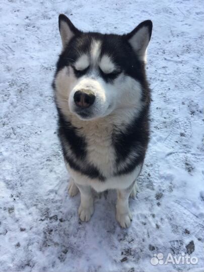 Сибирский хаски