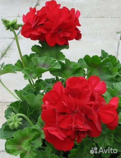 Пеларгония герань