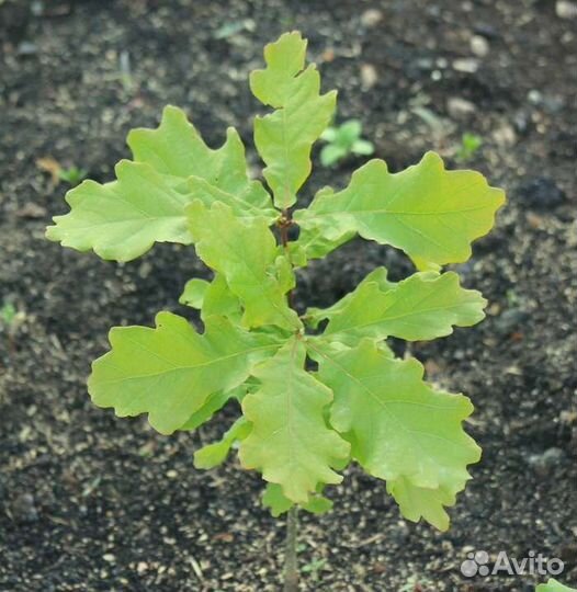 Саженцы дуб