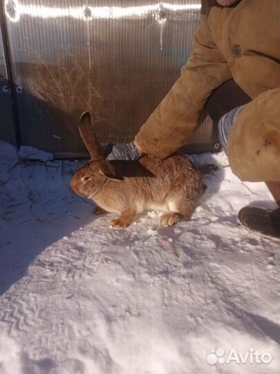 Продаются кролики