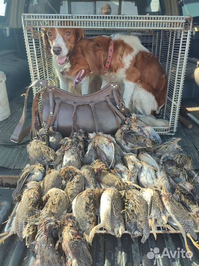 Щенки Бретонского Эпаньоля