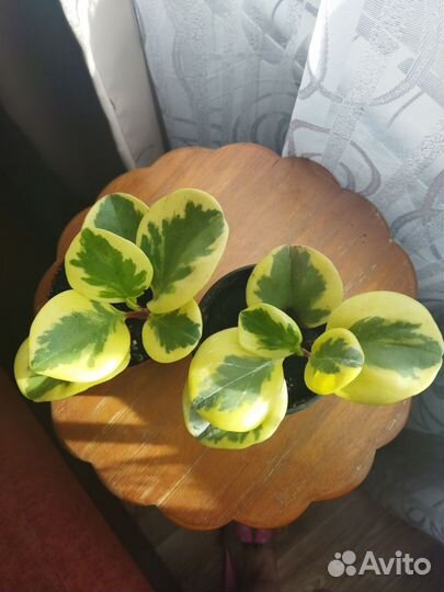 Пеперомия obtusifolja variegata