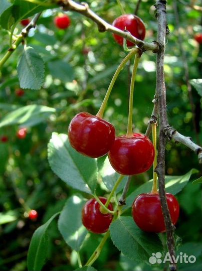 Саженцы Вишни из питомника